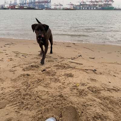 Hundetreffen-Gassitreffen, Spiel & Spaß, Ruhe & Training-Bild