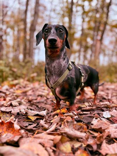 Hundetreffen-Spielkamerad gesucht - kleine Rassen-Bild