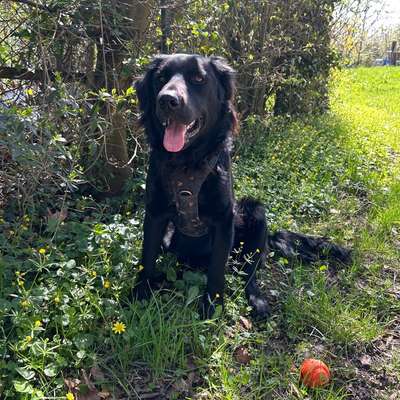 Hundetreffen-Suchen Spielfreund und Gassikumpel, bieten bei Sympathie auch dog sitting an-Bild