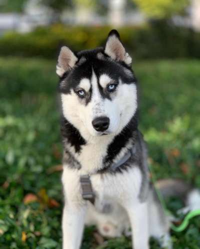 Hundetreffen-Huskytreffen-Bild