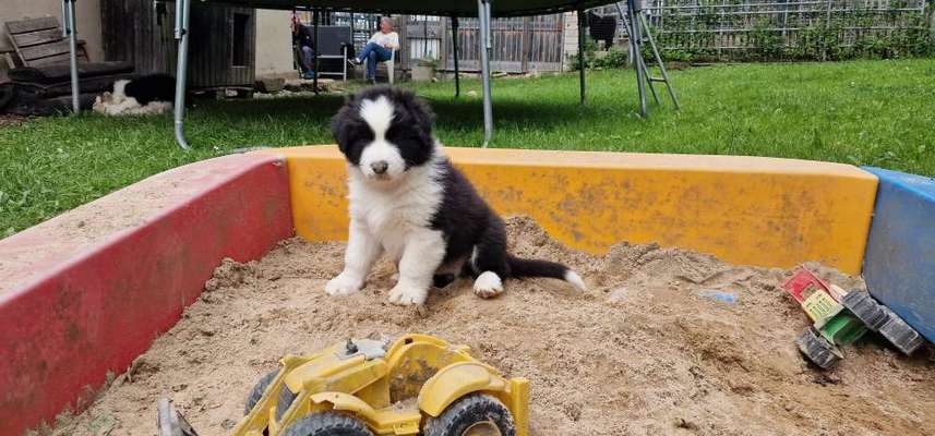 Wie kamst du zu deinem Hund?-Beitrag-Bild