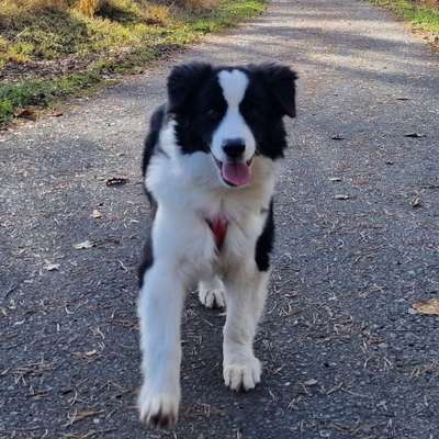 Hundetreffen-Spiel, Spaß, Training, Kontakt-Bild