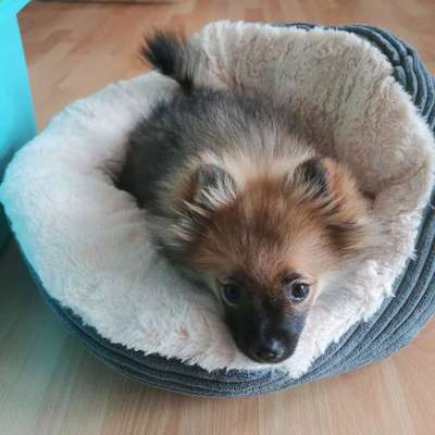 Zwergspitz und/oder Kleinspitz?-Beitrag-Bild