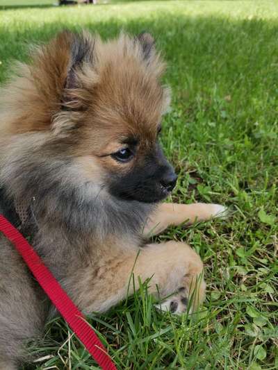 Kastration zur Tumorvorbeugung?-Beitrag-Bild