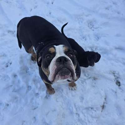 Hundetreffen-Wer hat Lust zum spielen?-Bild