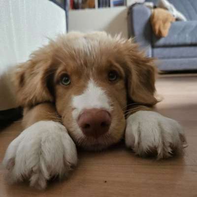 Hundetreffen-Hundefreunde zur Sozialisierung-Bild