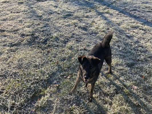 Tierschutzhunde suchen ein Zuhause-Beitrag-Bild