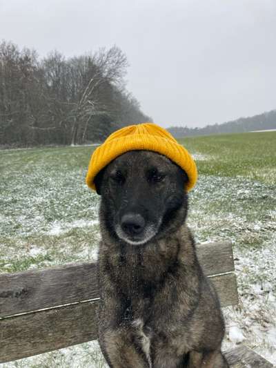 Tierschutzhunde suchen ein Zuhause-Beitrag-Bild