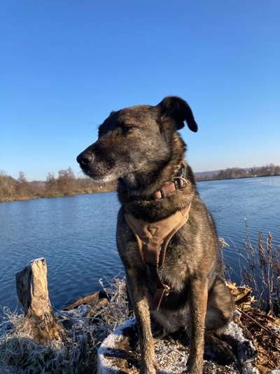 Tierschutzhunde suchen ein Zuhause-Beitrag-Bild
