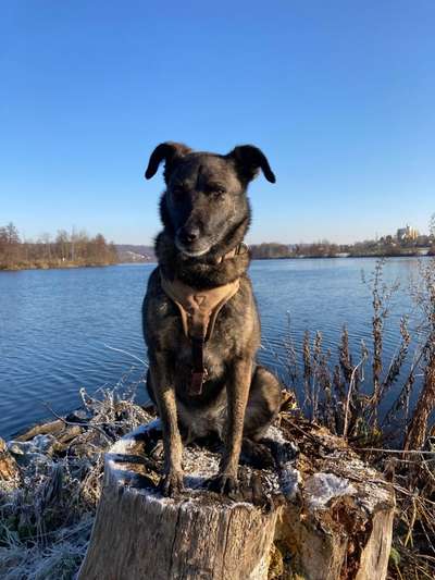 Tierschutzhunde suchen ein Zuhause-Beitrag-Bild
