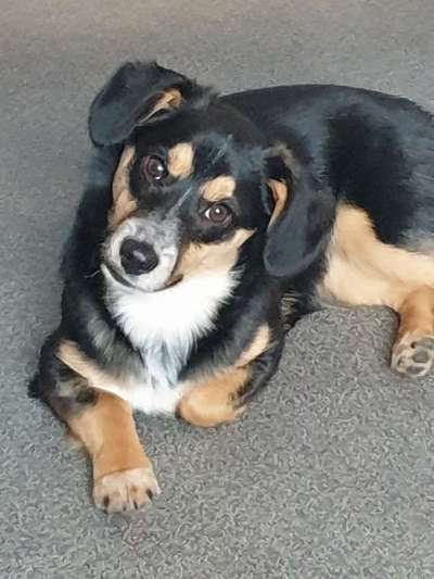 Welpen Bilder !-Beitrag-Bild