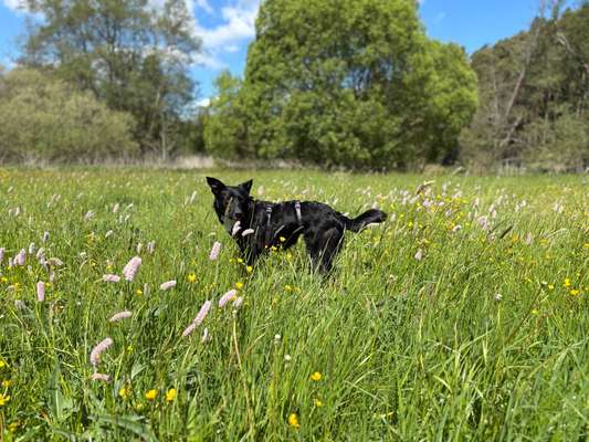 Hundetreffen-Spiel- und Gassitreffen-Bild
