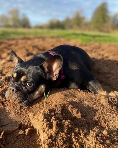 Hundetreffen-Französische Bulldoggen in Winsen Luhe-Bild