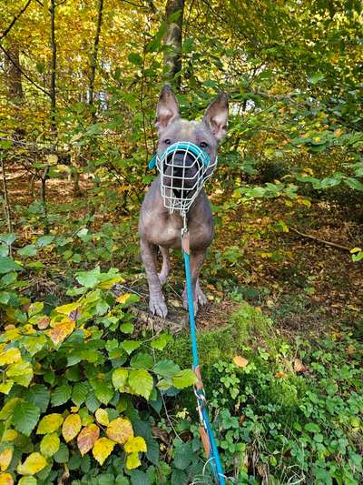 Hundetreffen-Bollerkopp Treffen-Bild