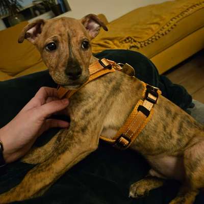 Hundetreffen-Welpentreffen-Bild