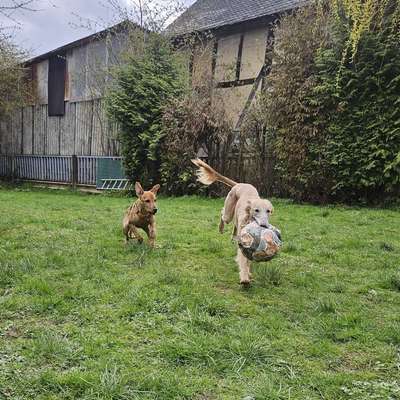 Hundetreffen-Urlaubstreffen um Dünfus-Bild