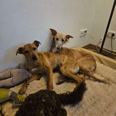 Hundetreffen-Windhundtreffen-Bild