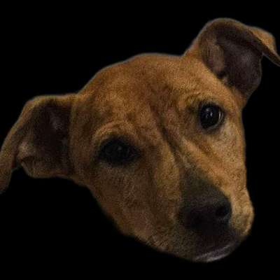 Hundetreffen-Fremdhundekontakte mit Junghund-Bild