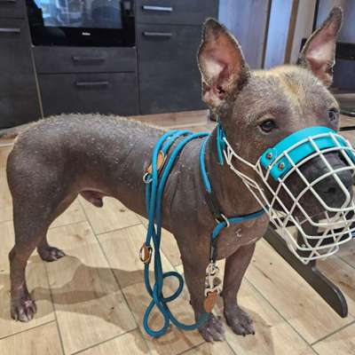 Fancy Maulkörbe-Beitrag-Bild