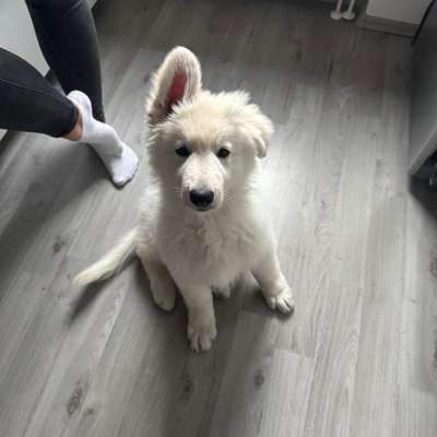 Hundetreffen-Social Walk-Bild