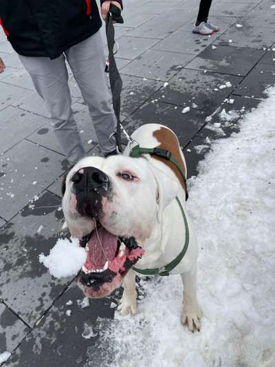 Dogorama Photo Challenge - an der Leine-Beitrag-Bild