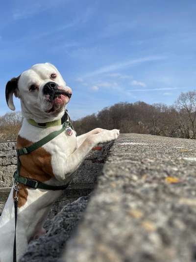 Mischlinge raten - Rätselspaß-Beitrag-Bild