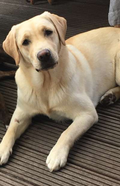 Labradorfans-Beitrag-Bild