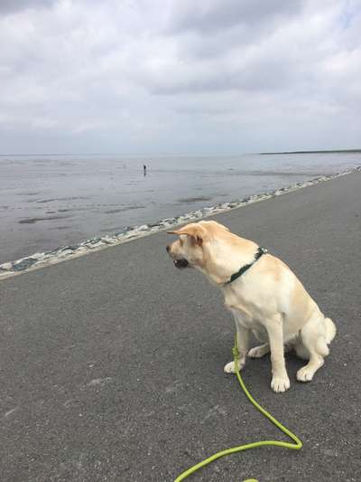 Die Dogorama Wochen Challenge: “Dein Hund im Urlaub”-Beitrag-Bild