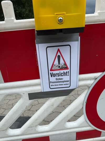 Giftköder-Eichenprozessionspinner-Bild