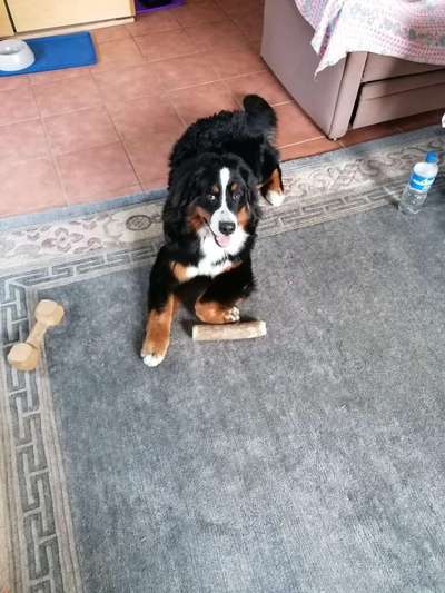 Hundetreffen-Spieletreffen gesucht-Bild