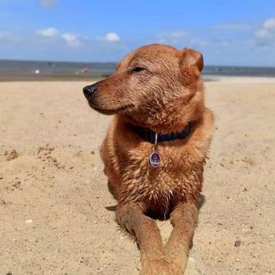 Hundetreffen-Hundetreffen im Hammer Süden ( z.B Pilsholz)-Bild