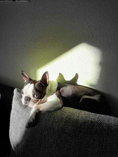 Wo sind hier die Boston Terrier?-Beitrag-Bild