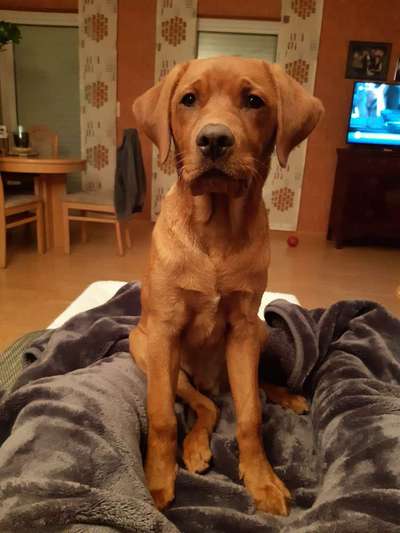 Labradorfans-Beitrag-Bild