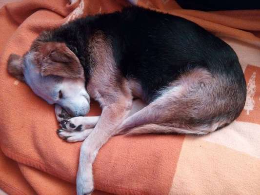 Dein Hund im Dogorama-Kalender 2021-Beitrag-Bild