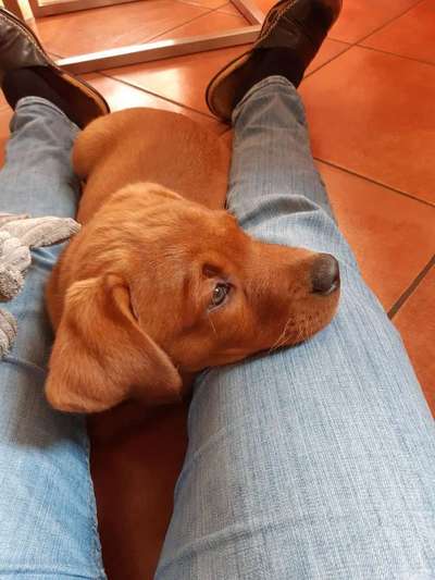 Welpen Bilder !-Beitrag-Bild