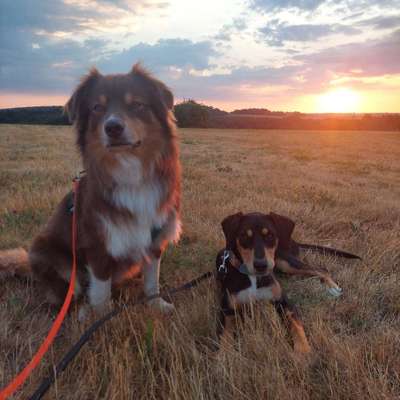 Hundetreffen-Trainingsspaziergänge-Bild