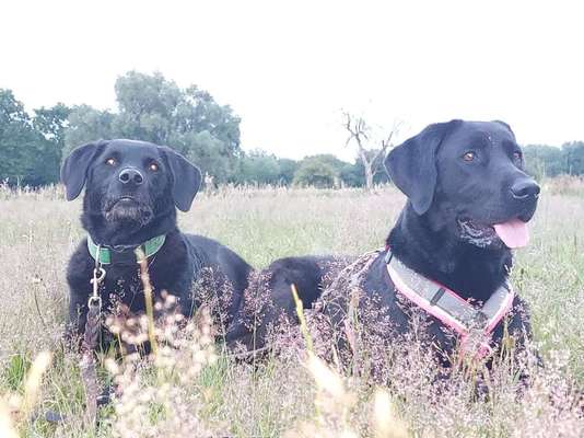 Labradorfans-Beitrag-Bild