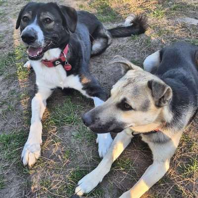 Hundetreffen-Freilauffläche in Wunstorf-Bild