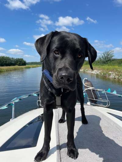 51.Collagen Challenge: Wasserhunde-Beitrag-Bild