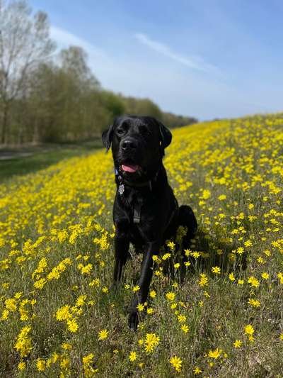 Hundetreffen-Spielen und spazieren-Bild