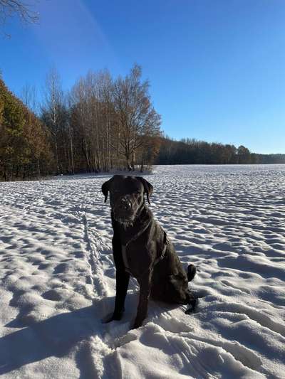 55.Fotocollagen  Challenge  4 Jahreszeiten-Beitrag-Bild