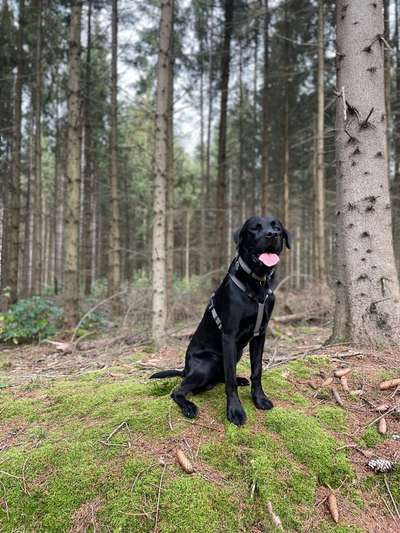 Foto -Challenge  Thema : Dein Hund Im Wald-Beitrag-Bild