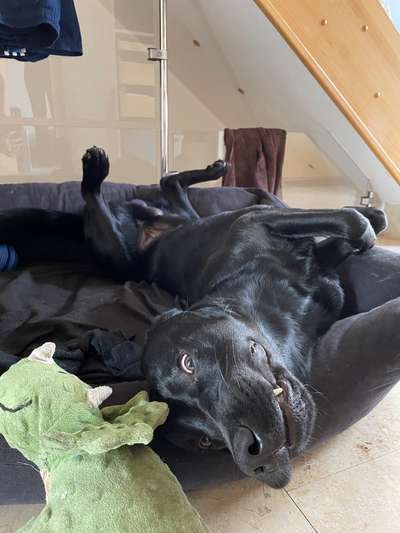 Zeige den lustigsten Blick deines Hundes-Beitrag-Bild