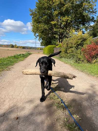 Dogorama Photo Challenge - Mein Holz und ich-Beitrag-Bild