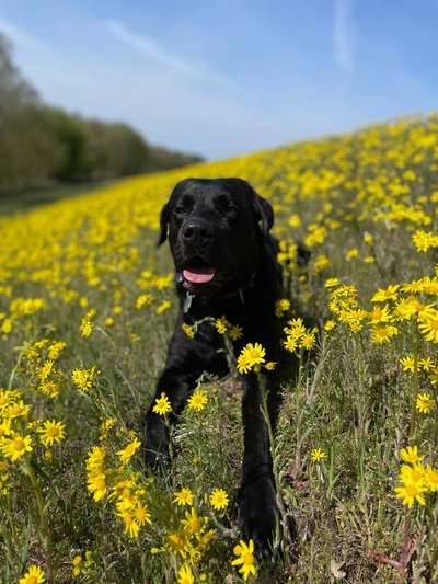 20. Farben Fotochallenge: Gold / Goldgelb / Stohgelb-Beitrag-Bild