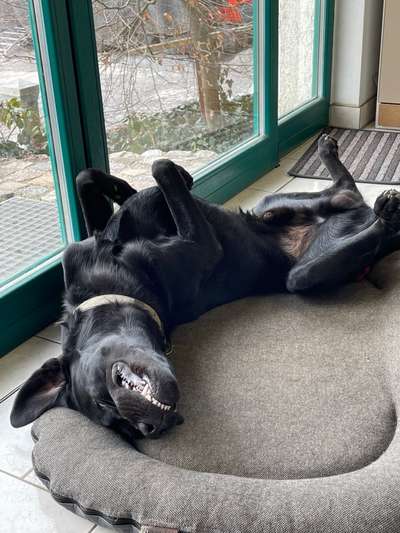 Fotowettbewerb ,,mein gruseliger Hund"-Beitrag-Bild