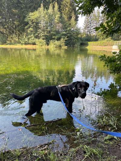 51.Collagen Challenge: Wasserhunde-Beitrag-Bild