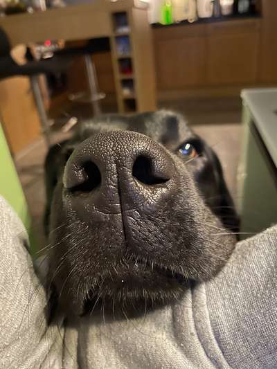 Zeigt mir die tollste Nahaufnahme von eurer Fellnase-Beitrag-Bild