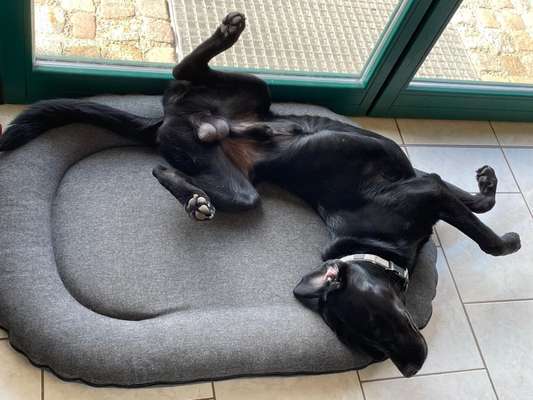 139. Fotochallenge - HUNDEKNOTEN-Beitrag-Bild