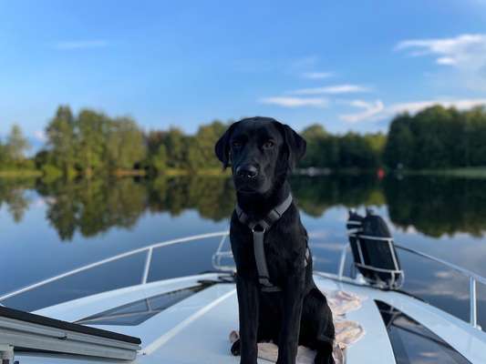 Black dogs are beautiful-Beitrag-Bild